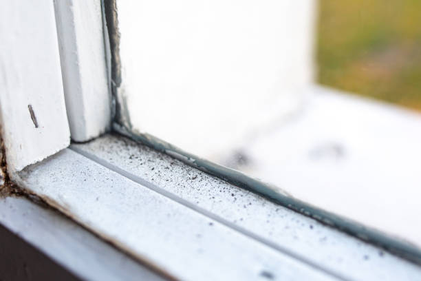 Best Industrial Mold Remediation  in Quitman, TX