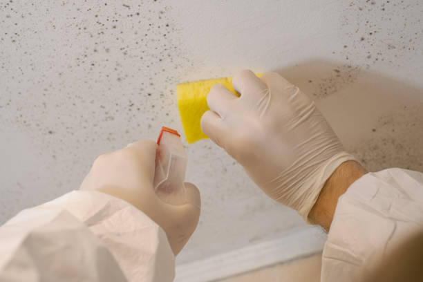 Mold Remediation for Rental Properties in Quitman, TX