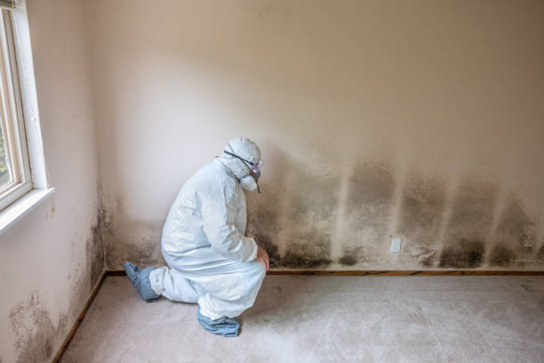 Mold Removal for HVAC Installations in Quitman, TX