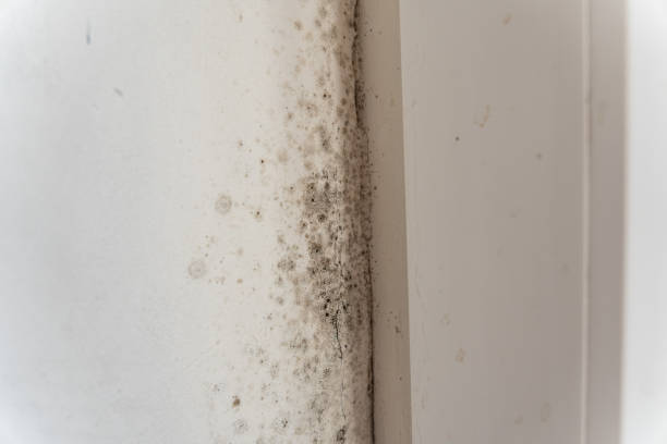 Reliable Quitman, TX Mold Removal Solutions