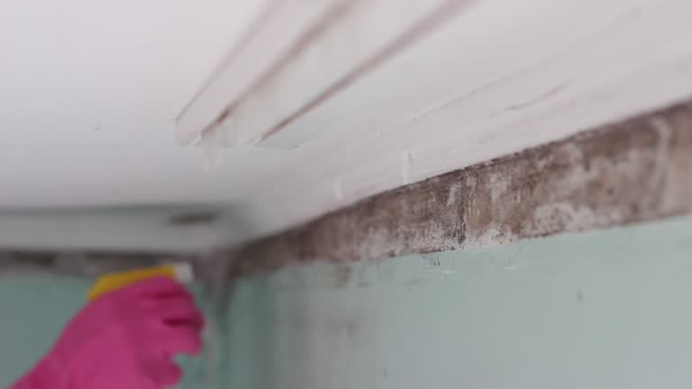 Best Basement Mold Removal  in Quitman, TX